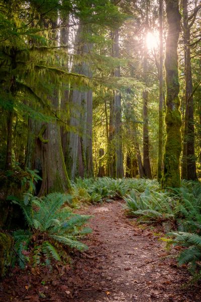 Background image of Cedar Forest 